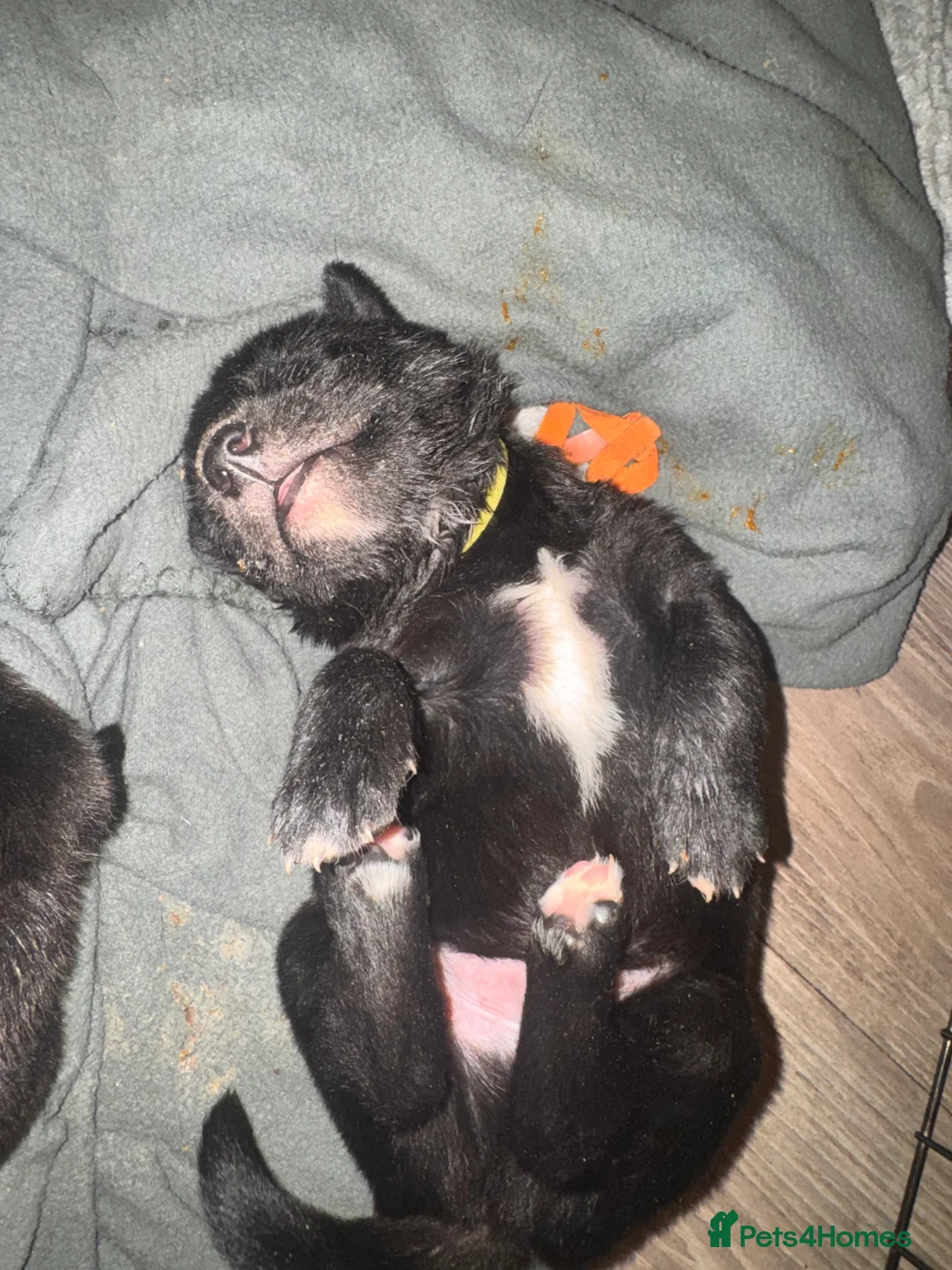 Mixed Breed dogs for sale: Staffy x belgian malinois  - Advert 6