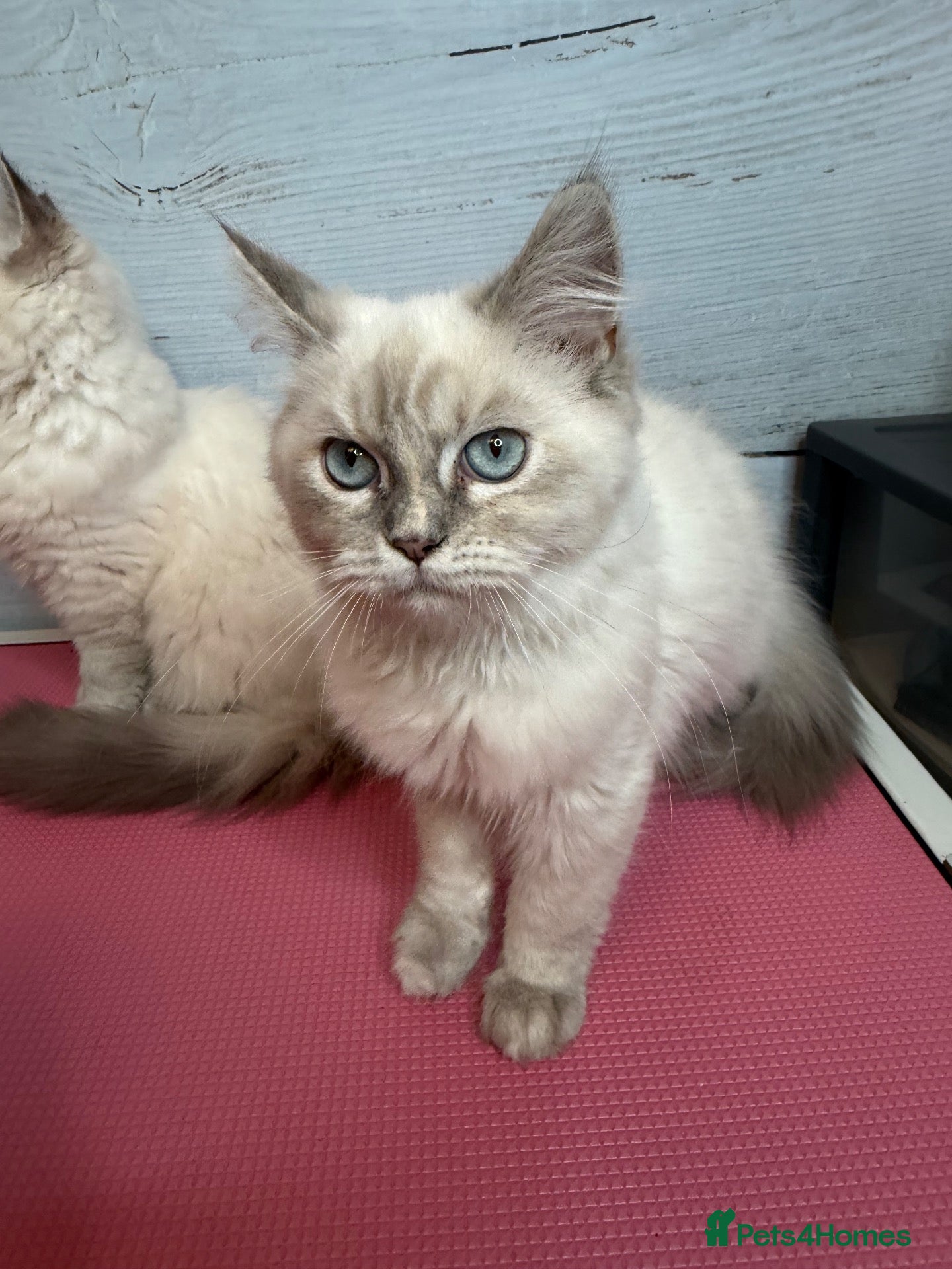 Perdoll cats ⭐️Ready Now  kittens  - Advert 2