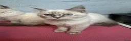 Perdoll cats for sale: ⭐️Ready Now  kittens  - Advert 2