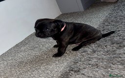 Staffordshire Bull Terrier dogs for sale: Floyd & Sky - Advert 2