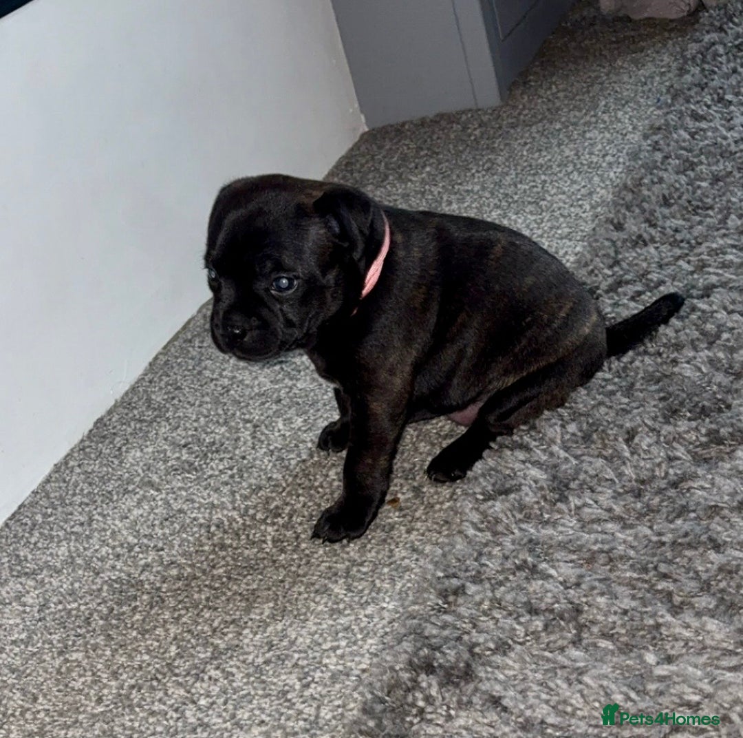 Staffordshire Bull Terrier dogs for sale: Floyd & Sky - Advert 2