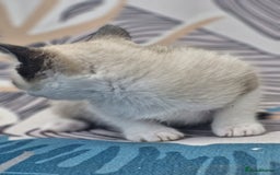 Snowshoe cats for sale: Pedigree snowshoes ready now - Image 13