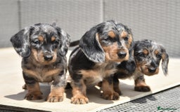 Dachshund dogs for sale: Wire-haired dachshund pups - Image 5