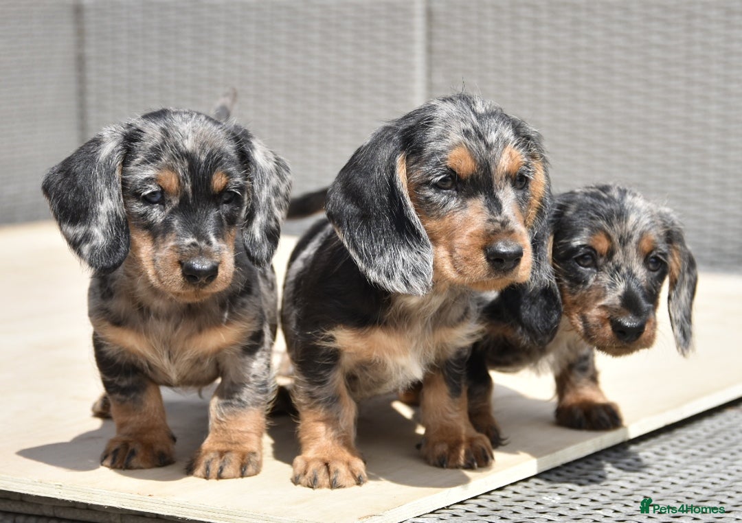 Dachshund dogs for sale: Wire-haired dachshund pups - Image 5