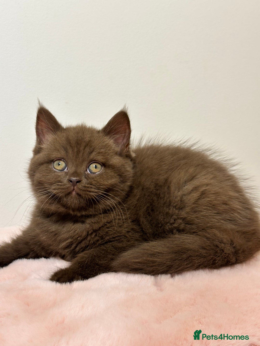 British Shorthair cats for sale: British Shorthair Chunky Chocolate Kittens🐻 - Advert 17