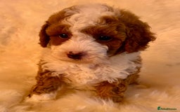 Maltipoo dogs for sale: OUTSTANDING QUALITY F1B MALTIPOO PUPPIES READY! - Image 1