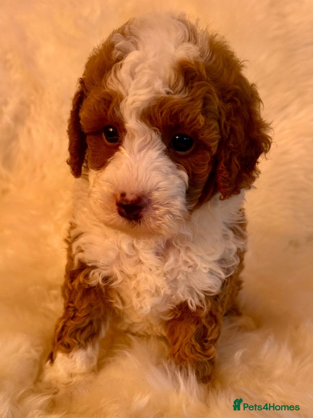 Maltipoo dogs for sale: OUTSTANDING QUALITY F1B MALTIPOO PUPPIES READY! - Image 1
