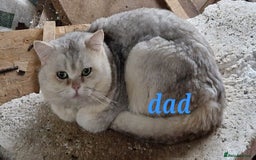 British Longhair cats for sale: Stunning kittens - Image 8