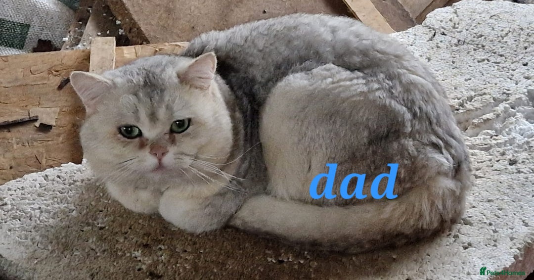 British Longhair cats for sale: Stunning kittens - Image 8