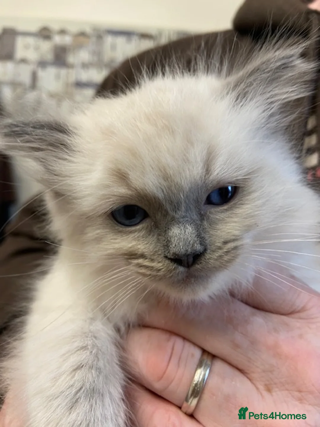 Ragdoll cats for stud: GCCF Reg. Blue point mitted Ragdoll Stud - JEEVES - Advert 10