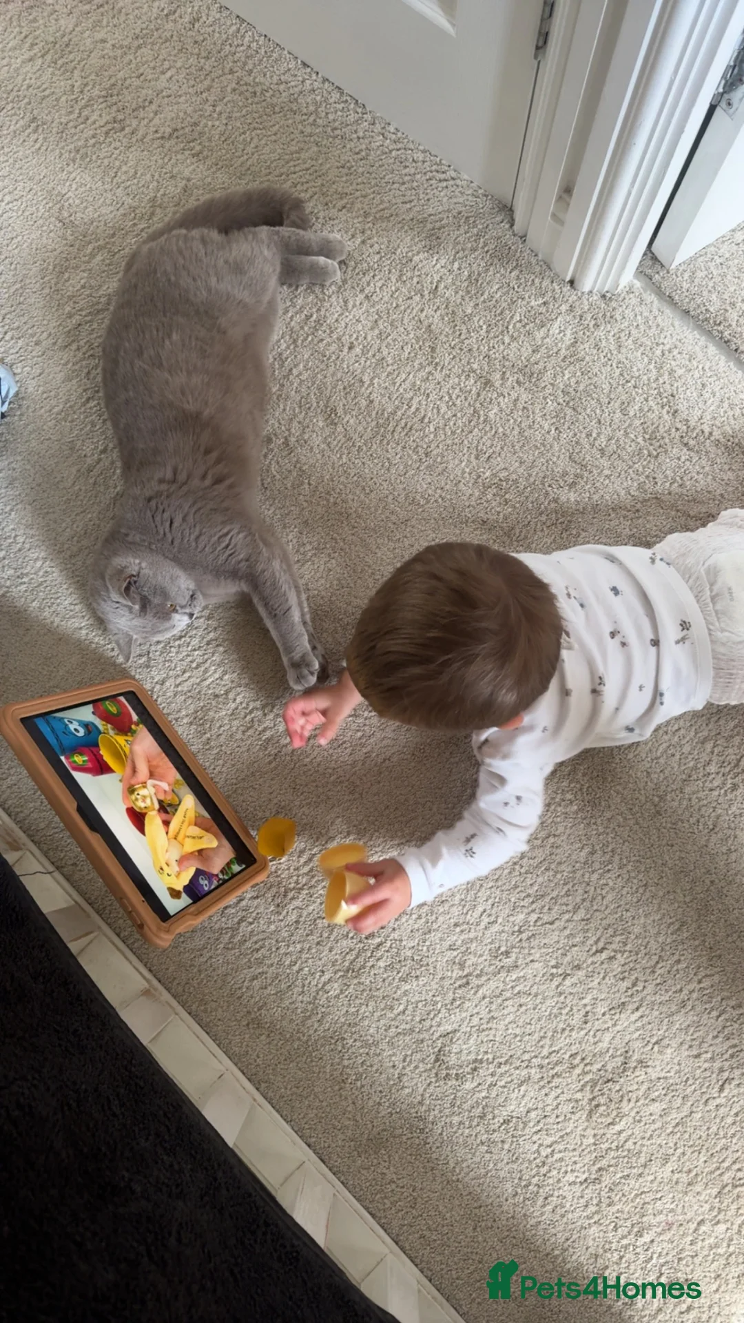 British Shorthair cats for sale: Female cat  in Diss - Advert 3