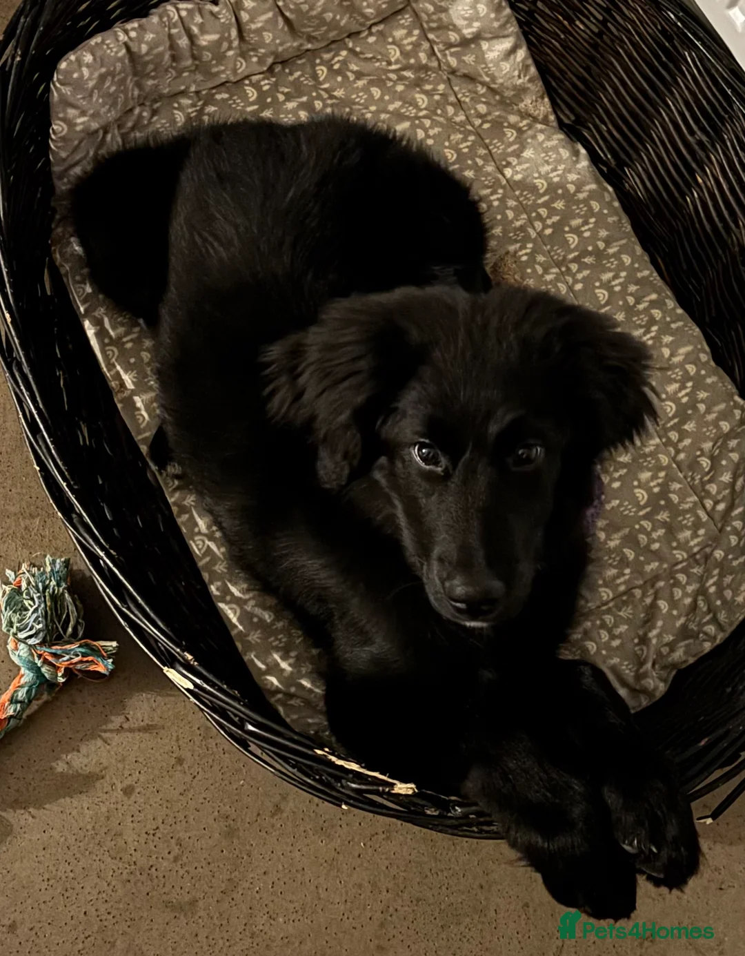 Bernedoodle dogs for sale: 4 month old Bernedoodle - Advert 2