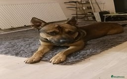 Mixed Breed dogs for sale: Male German sheppard x pocket bully in Wellington - Image 6