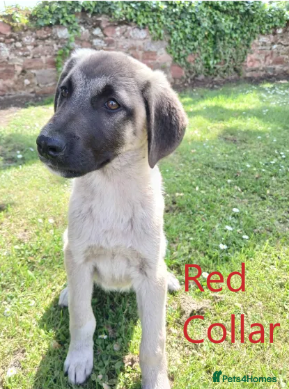 Turkish Kangal dogs TURKISH KANGAL PUPPIES! - Advert 2