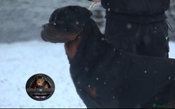 Rottweiler dogs for sale: Top KC Registered Rottweiler Puppies For Sale - Image 33