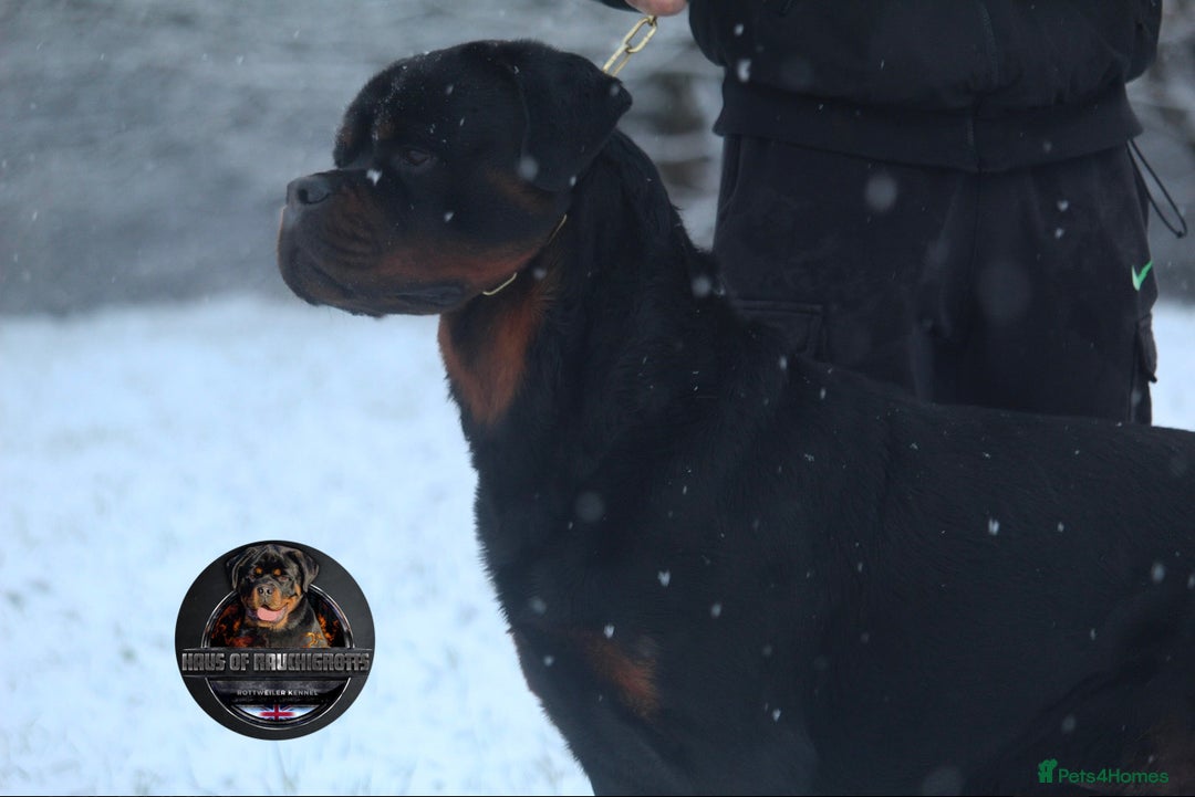 Rottweiler dogs for sale: Top KC Registered Rottweiler Puppies For Sale - Image 33