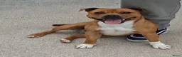 Staffordshire Bull Terrier dogs for sale: Waiting list open Staffordshire bull terrier pup - Advert 5