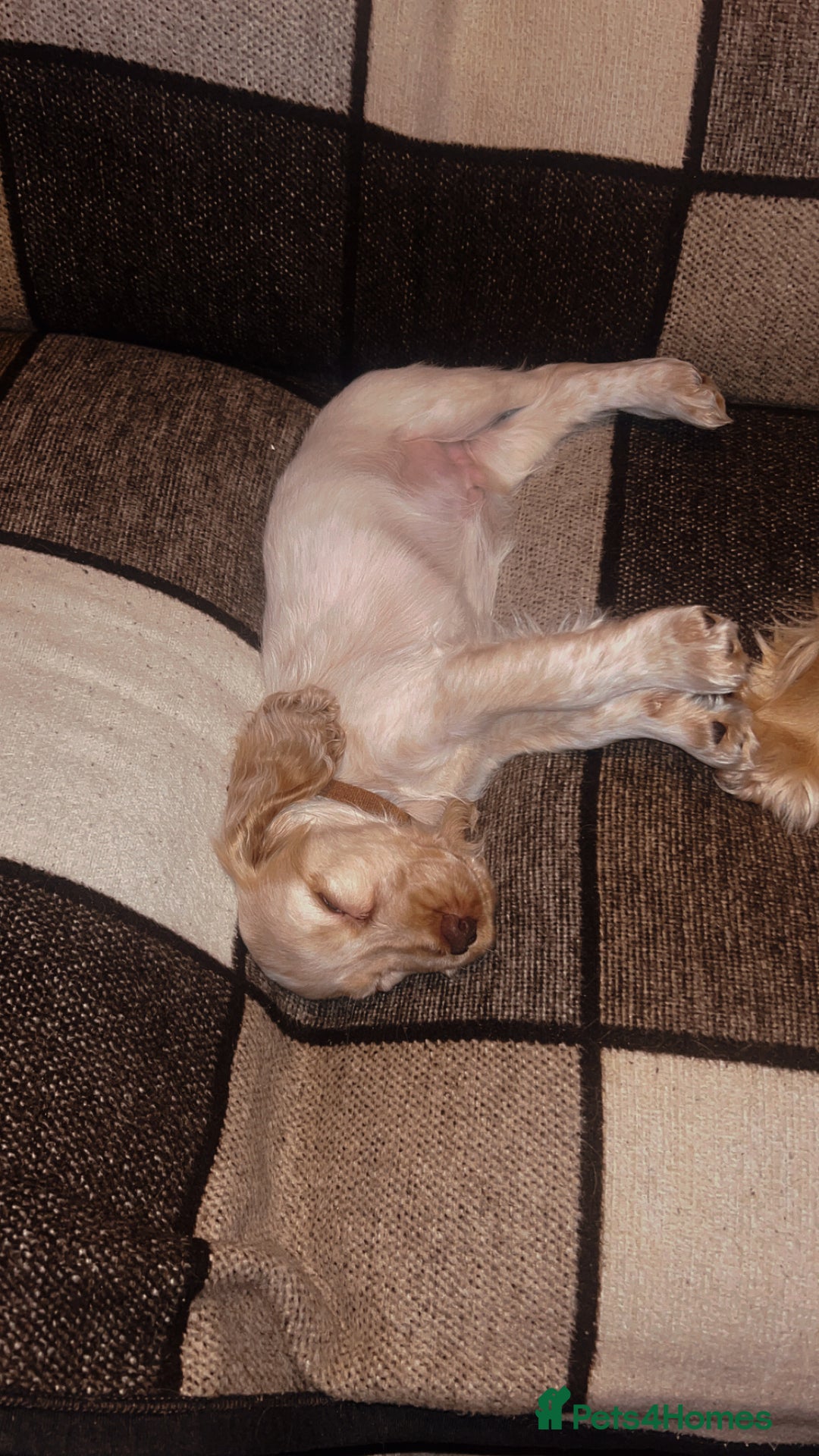 Cocker Spaniel dogs for sale: English Cocker Spaniels  - Advert 2