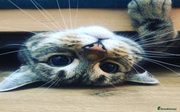 RagaMuffin cats for sale: Looking to rehome my cat (no fee) - Image 1