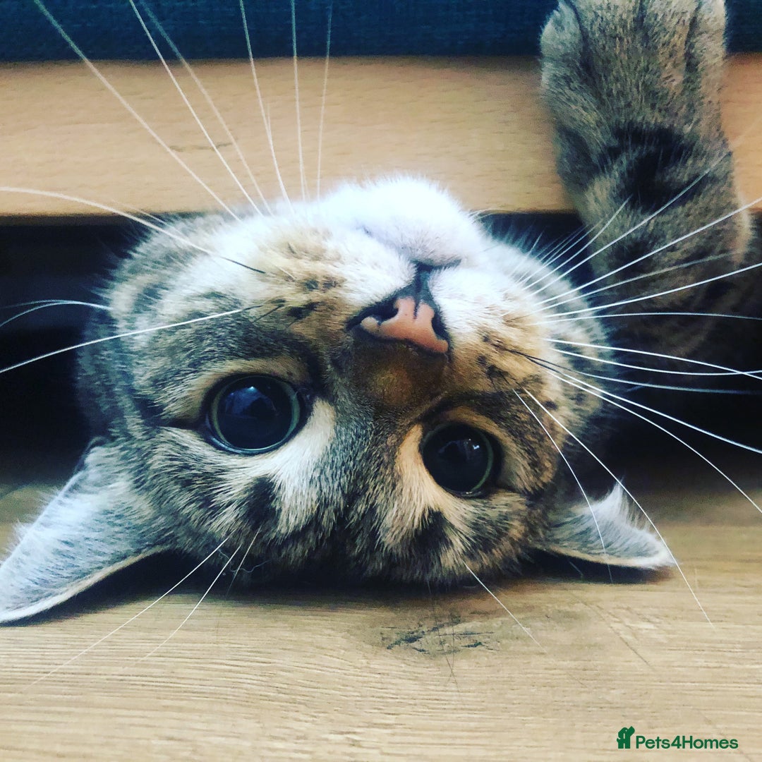RagaMuffin cats for sale: Looking to rehome my cat (no fee) - Image 1