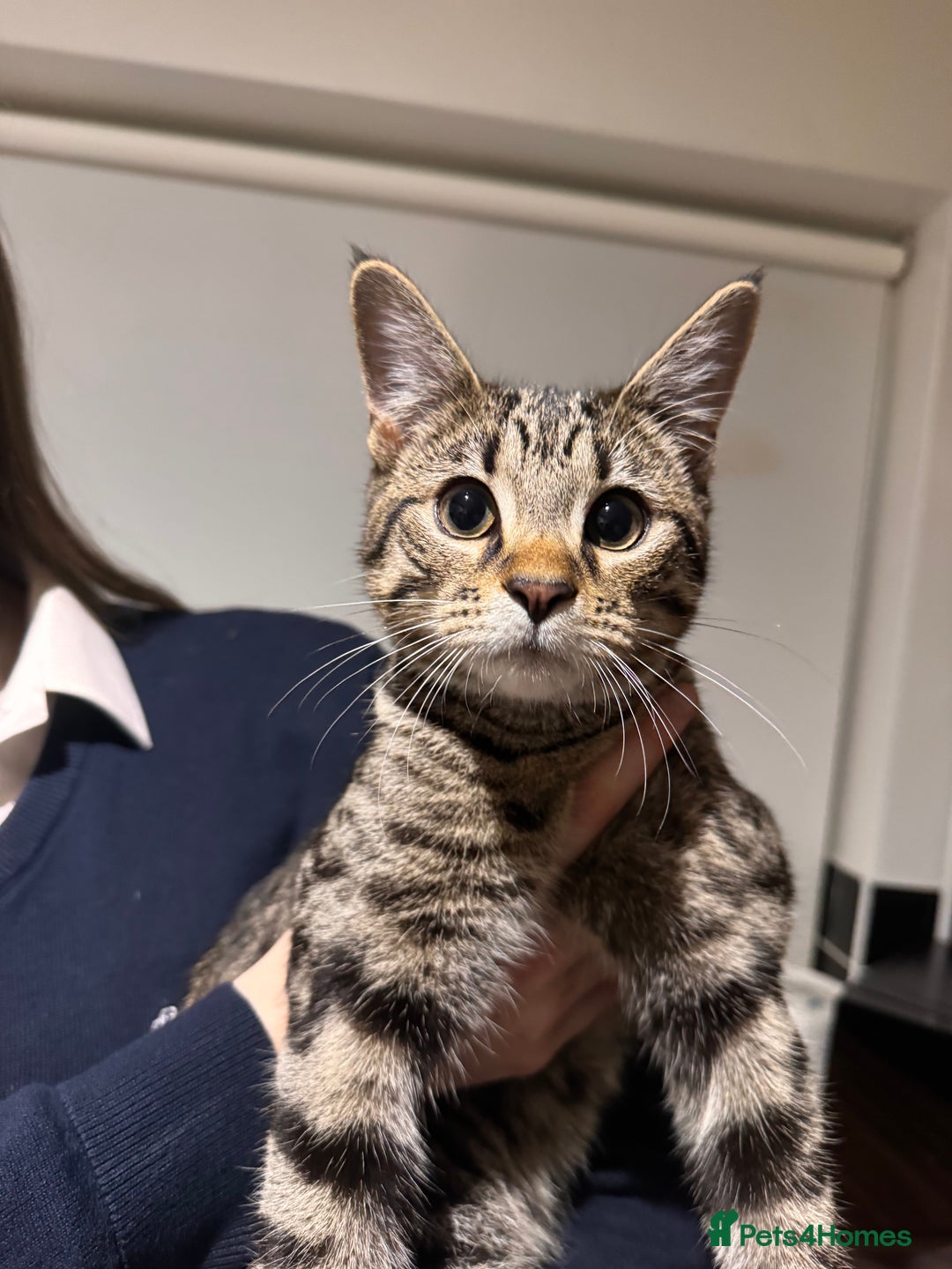 Bengal cats for sale: Meko  - Advert 2