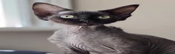 Devon Rex cats for sale: Fabulous Black Smoke girl - Advert 5