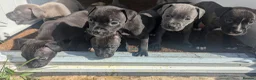 Staffordshire Bull Terrier dogs for sale: Stunning original black/blue Staff pups *rare* - Advert 10