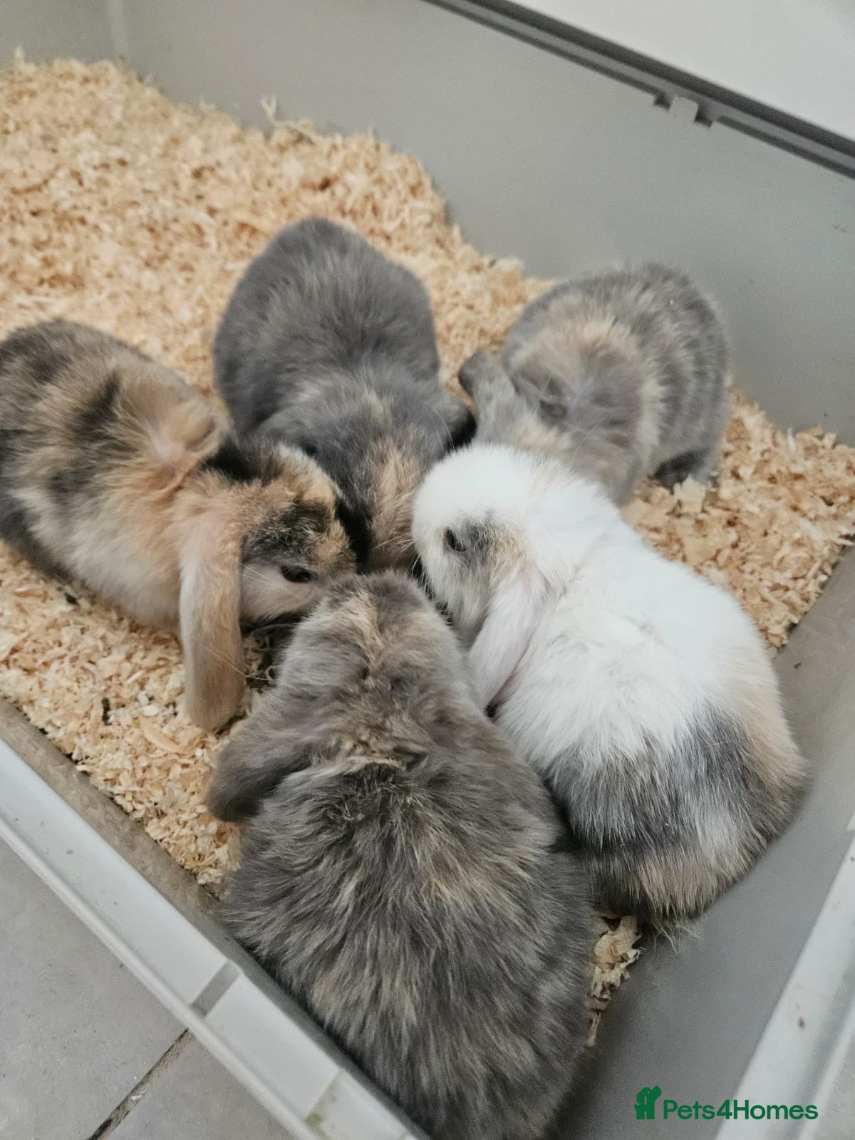 Dwarf Lop rabbits 5 beautiful dwarf lop bunnies for sale - Advert 1