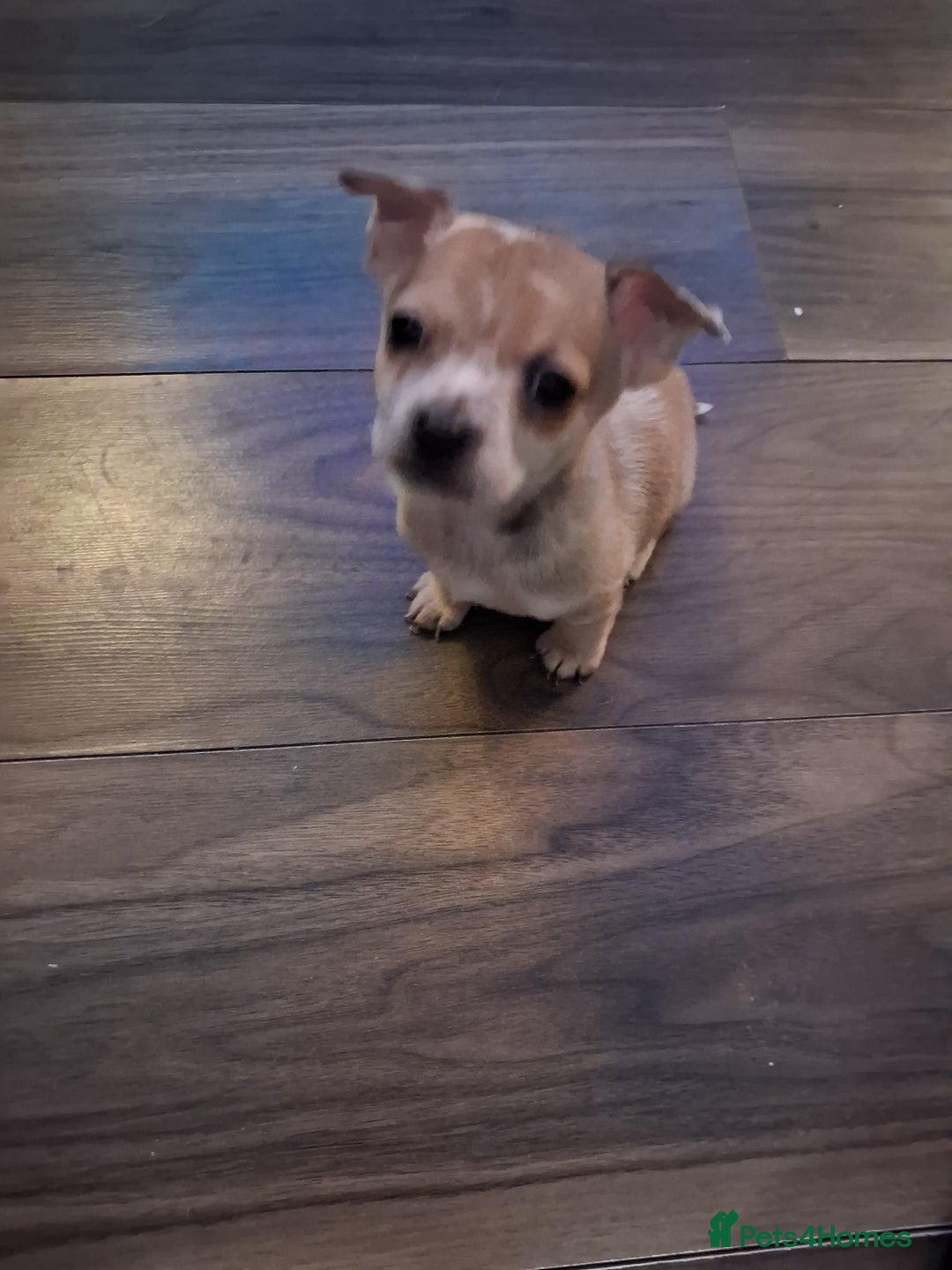 Chihuahua dogs for sale: Stunning merle - Advert 8