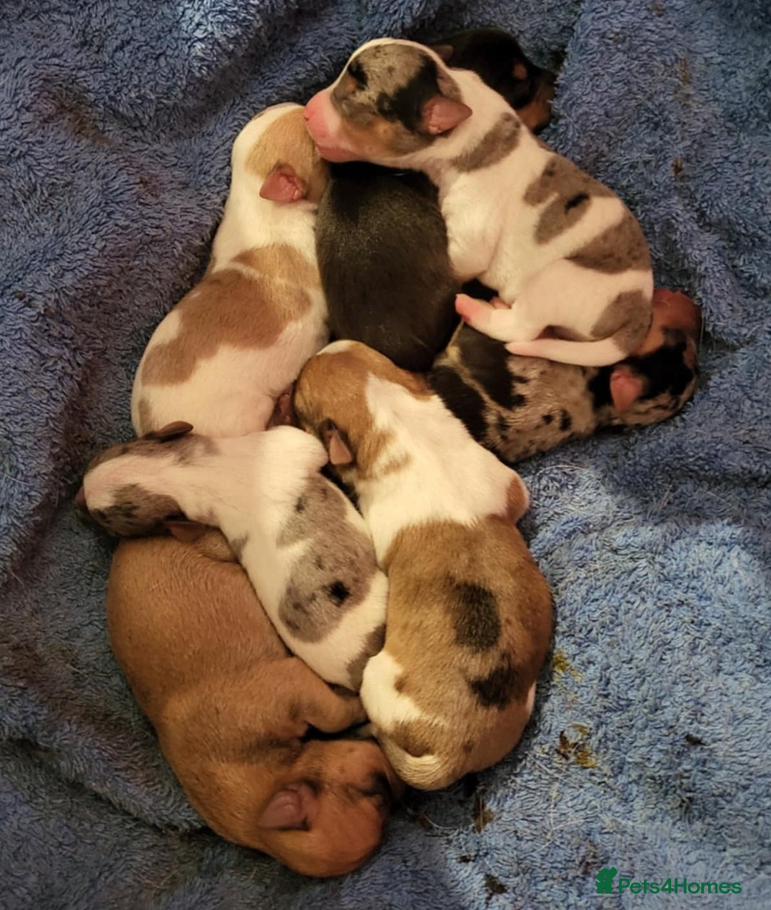 Jack Russell dogs for sale: Merle, red, black and tan JRT puppies in Carmarthen - Image 13