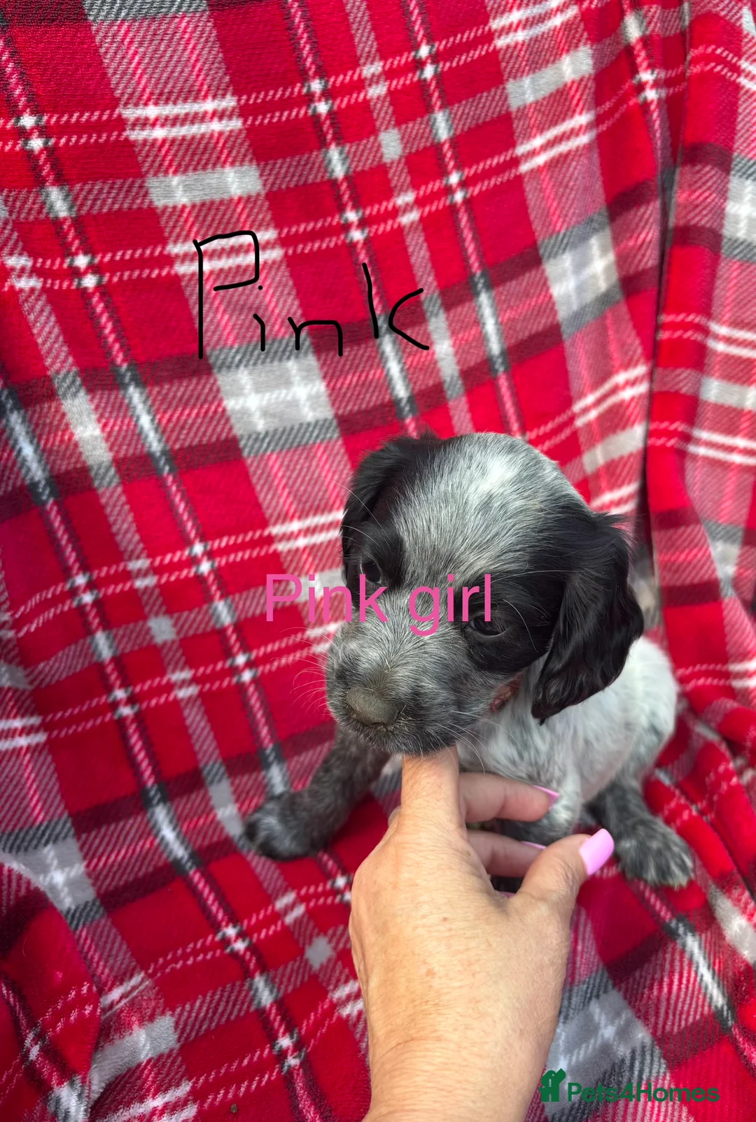 Cocker Spaniel dogs for sale: Adorable cocker spaniel pups  - Advert 19