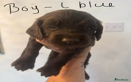 Cocker Spaniel dogs for sale: Cocker Spaniel Puppies - Image 16