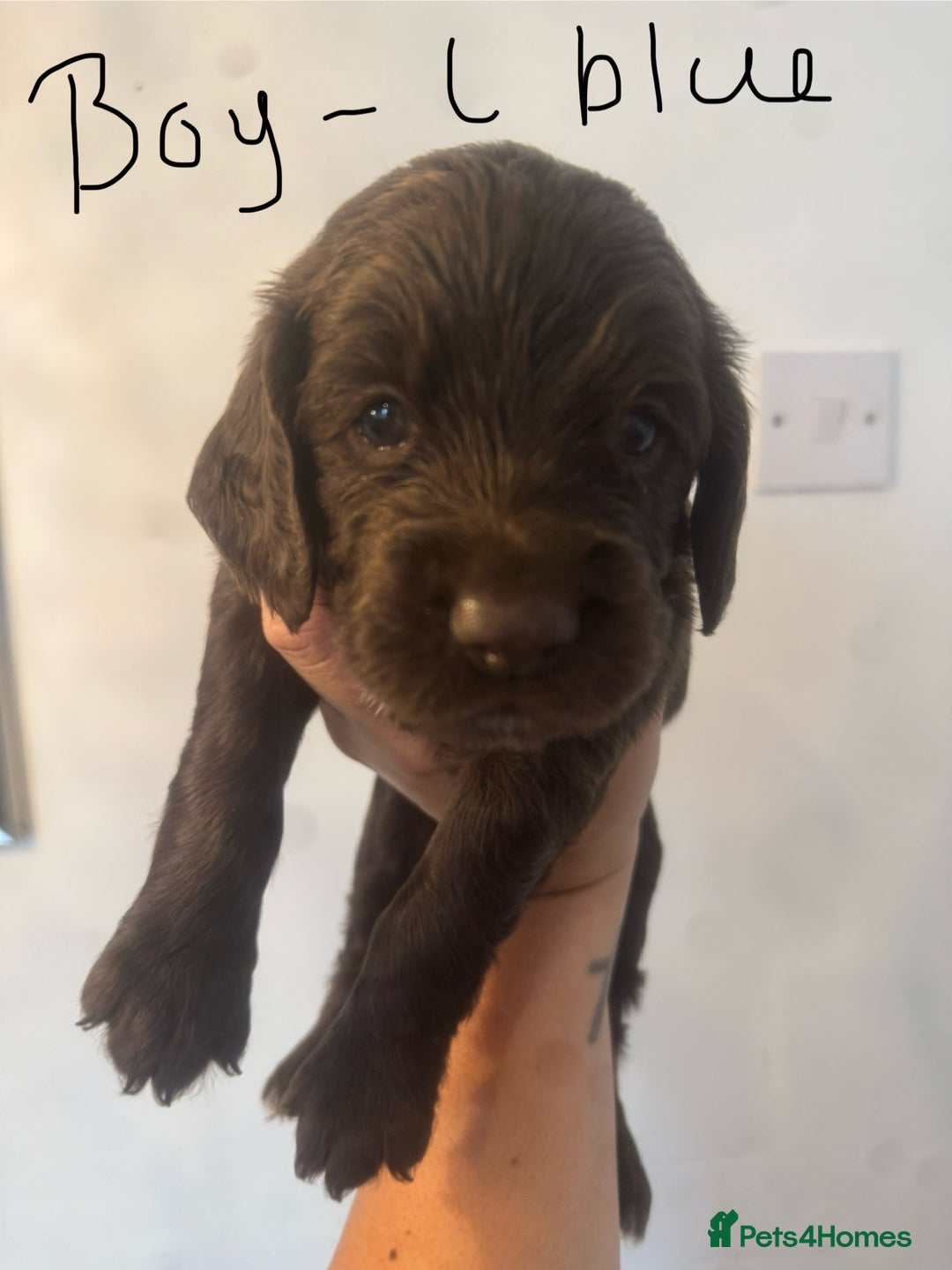 Cocker Spaniel dogs for sale: Cocker Spaniel Puppies - Image 16