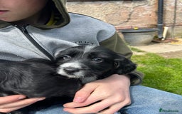 Cocker Spaniel dogs for sale: Cocker spaniels  in Denbigh - Advert 5