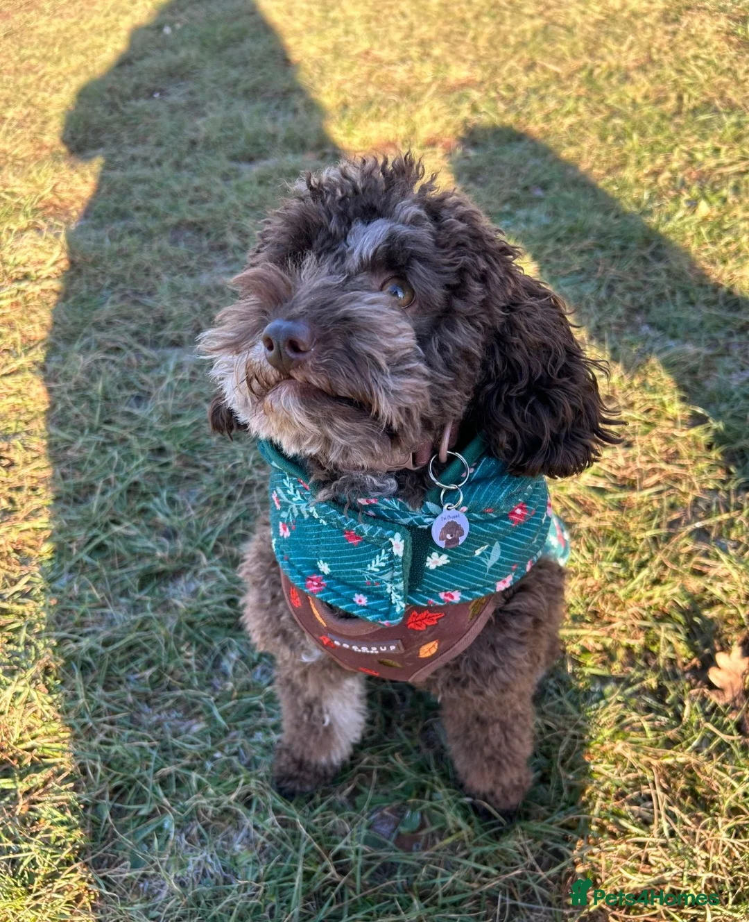 Australian Labradoodle dogs for sale: Australian labradoodles  - Advert 5