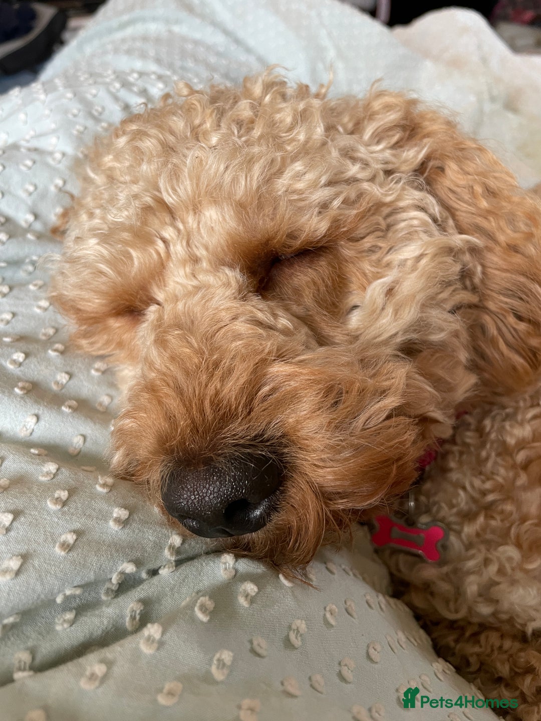 Cavachon dogs for adoption: Cavapoochon - Advert 6