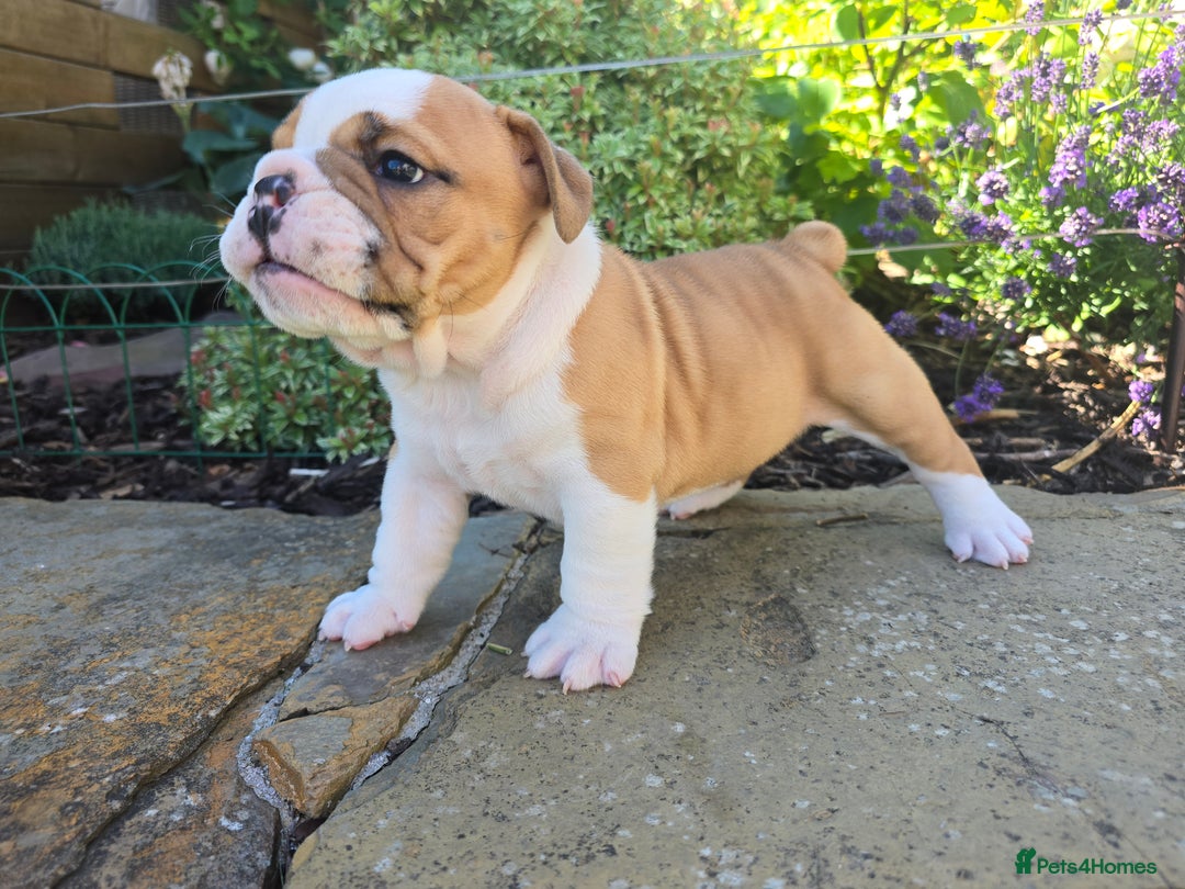 English Bulldog dogs for sale: Stunning English Bulldog Puppies  - Image 13