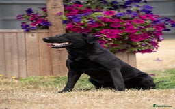 Labrador Retriever dogs for stud: KC Reg, DNA Clear, 0/0 Hips, Produces Chocolate in March - Image 5