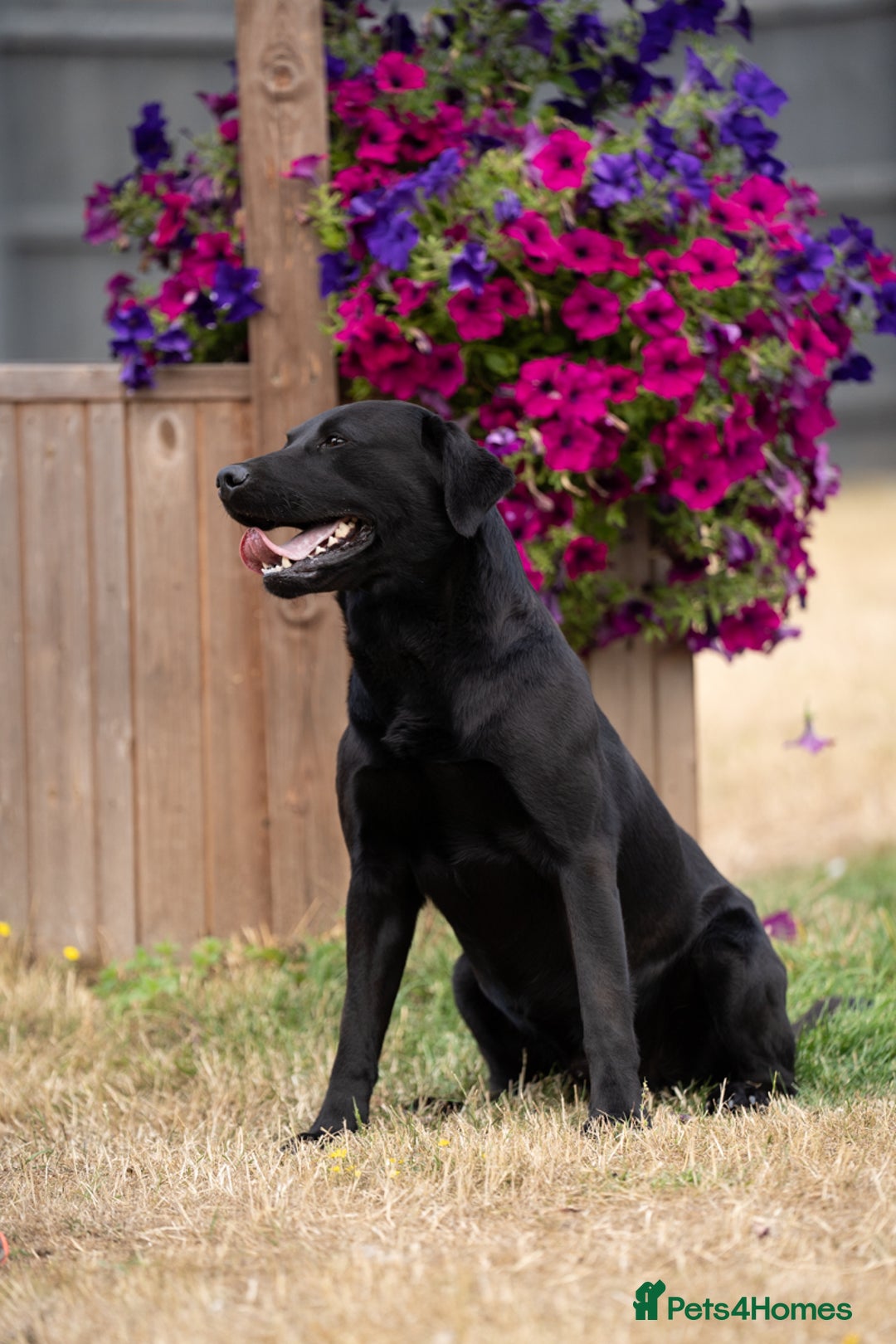 Labrador Retriever dogs for stud: KC Reg, DNA Clear, 0/0 Hips, Produces Chocolate in March - Image 5