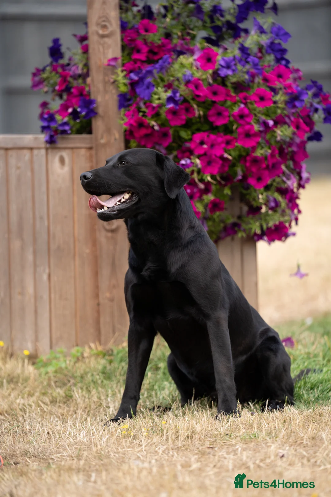 Labrador Retriever dogs for stud: KC Reg, DNA Clear, 0/0 Hips, Produces Chocolate in March - Advert 2
