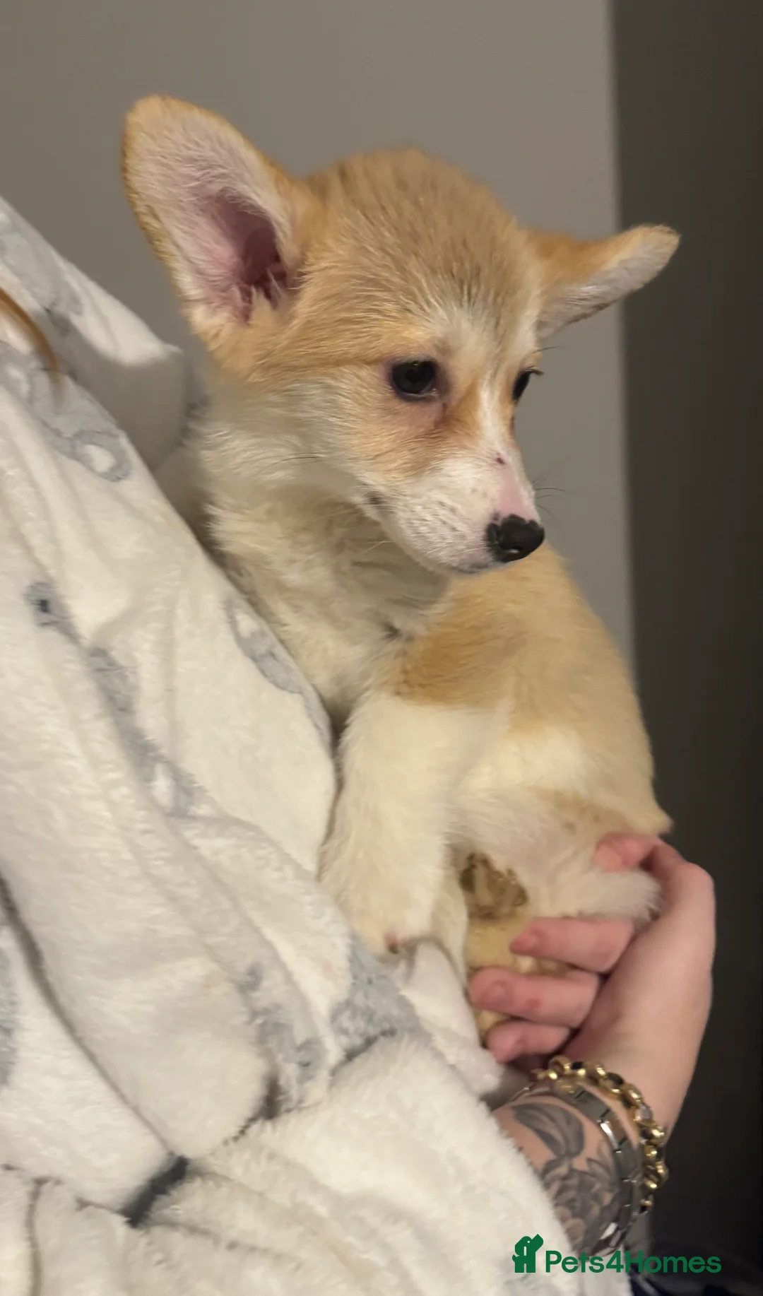 Welsh Corgi Pembroke dogs for sale: Last girl Welsh Pembroke corgi READY TO LEAVE - Advert 22