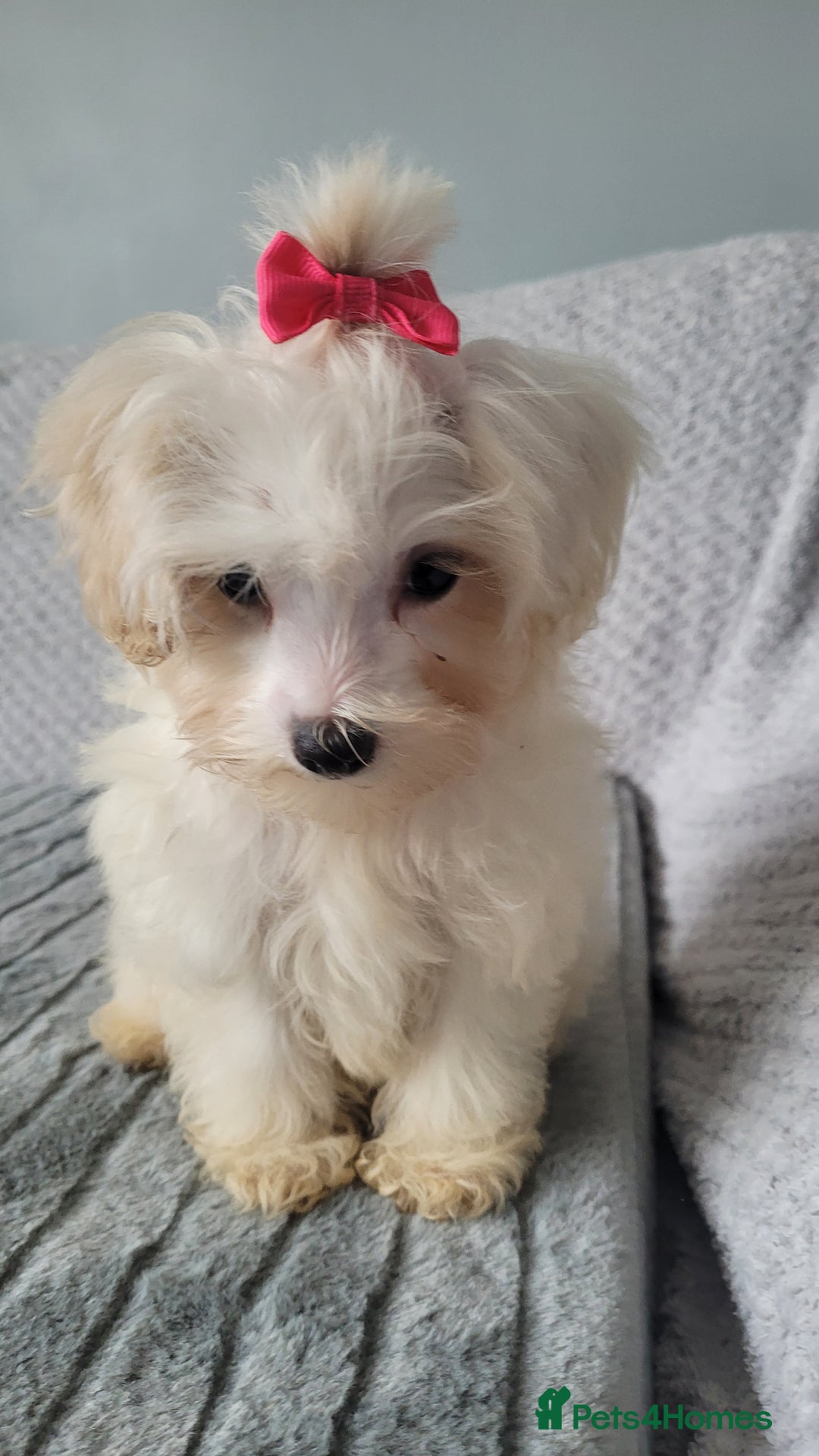 Maltipoo dogs for sale: Olivia M  - Advert 2