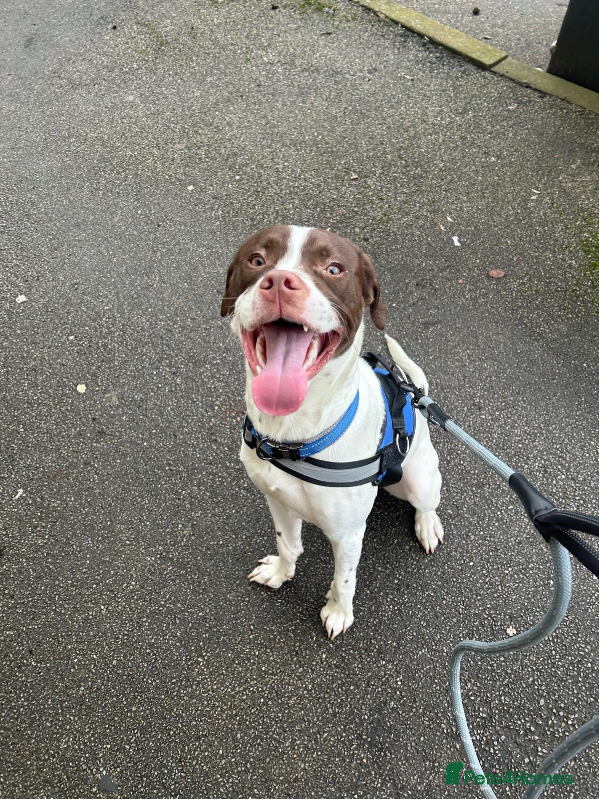 Mixed Breed dogs Springer Staff - Advert 1