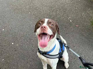 Mixed Breed dogs Springer Staff - Advert 1