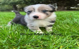 Border Collie dogs for sale: Pure Bred Border Collie Puppies For Sale - Image 7