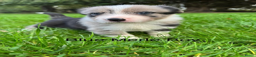 Kam