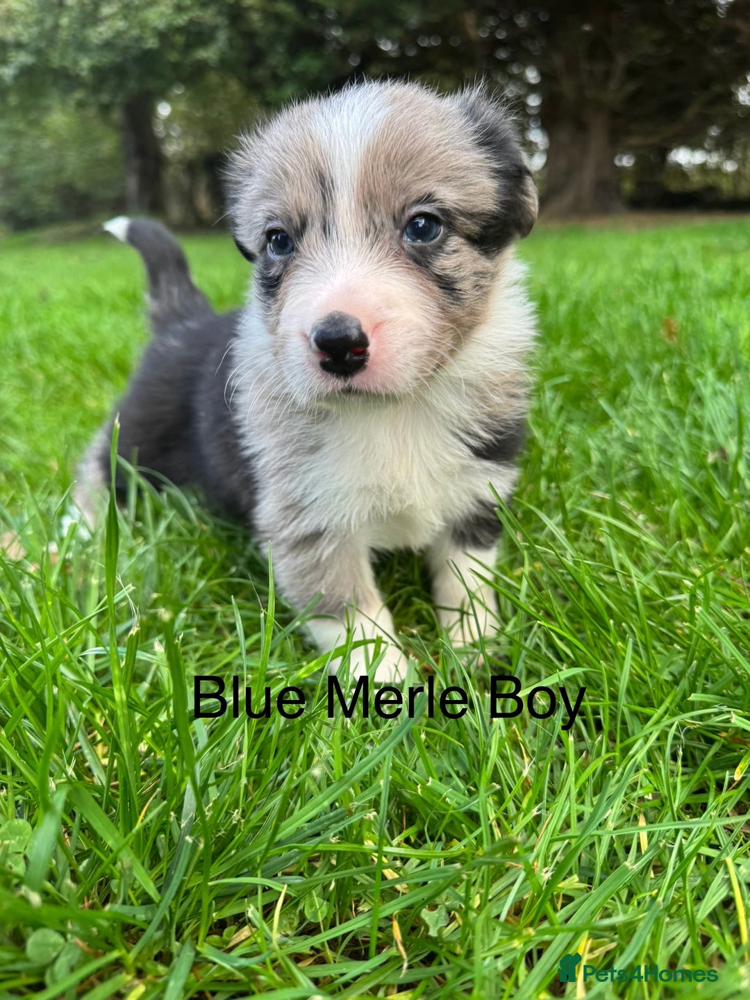 Border Collie dogs for sale: Pure Bred Border Collie Puppies For Sale - Image 7