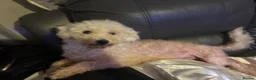 Bichon Frise dogs for sale: Beautiful Bichon Frise girl - Advert 6