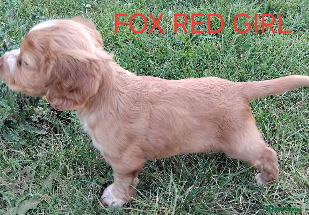 Cocker Spaniel dogs for sale: Cocka pups ready for new home - Image 8