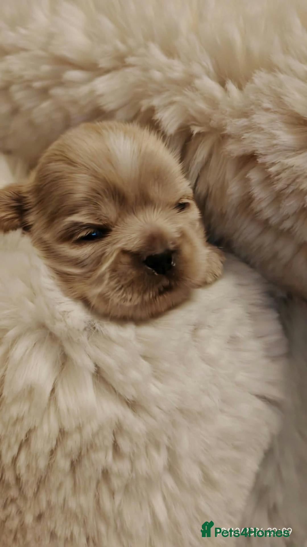 Shih Tzu dogs Last male golden with white marking shit Tzu  - Advert 1